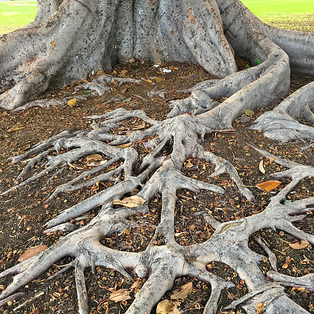 Roots