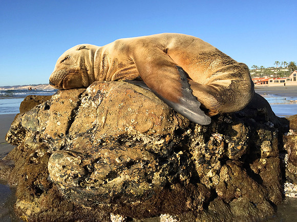 Sunbathing