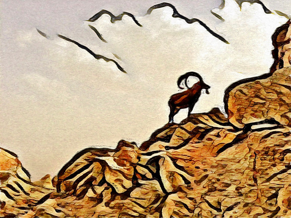 Mountain Goat