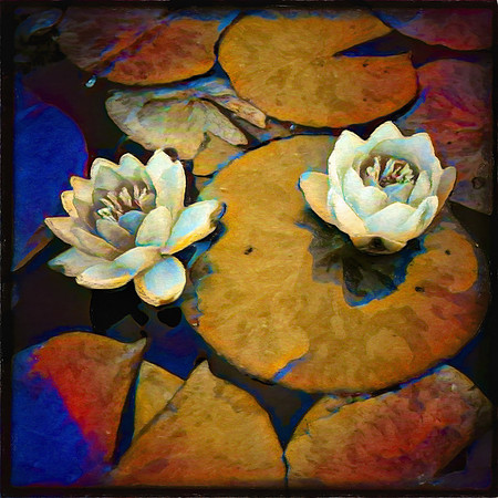 Water Lillies