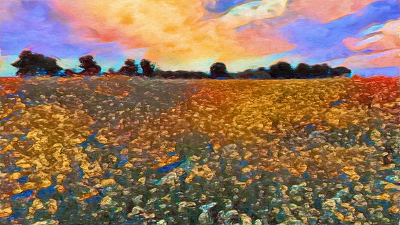 Flower Fields