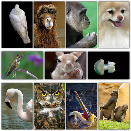 Animals