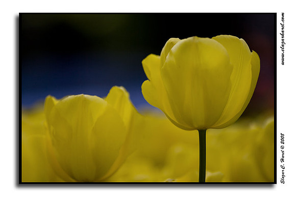 Tulips 20080504_KG0I0507 (97494827)