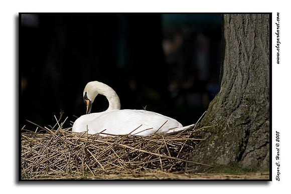 Nesting 20080505_KG0I0826 (97494904)
