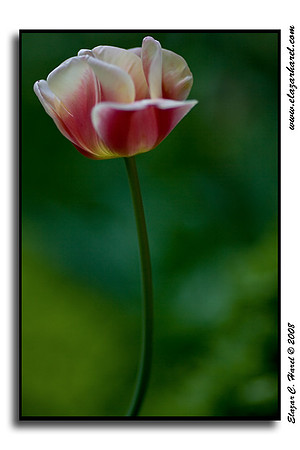 Tulip 20080504_KG0I0520 (97494830)