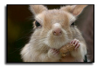 Yummy CRW_9406 (14472638)