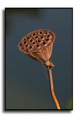Dried out CRW_2937 (5199860)